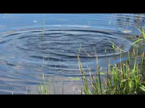 Alligator @ Everglades National Park in Florida,USA.#2