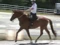 Dharmas Eikon 2005 Warmblood
