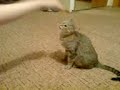 Достань кошку