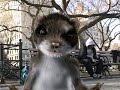 Ferrets For Freedom Ferrets For Freedom