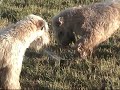 Wheatens playing