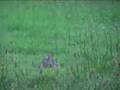 Rabbit-shot-with-air