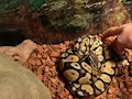 Snake Collection Snake Collection