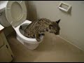 Ginger the Potty Trained Bobcat Ginger the Potty Trained Bobcat