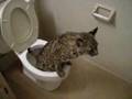 Ginger the Potty Trained Bobcat
