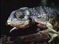 Budweiser Lizards - Take me out to the Ball Game Budweiser Lizards - Take me out to the Ball Game