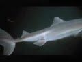 Polvo vs Tubarao (octopus vc shark) Polvo vs Tubarao (octopus vc shark)