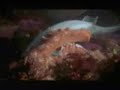 Polvo vs Tubarao (octopus vc shark)