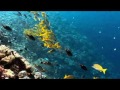 Flip,ultrahd,Camcorder