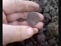 Finding Henry V111 Groat with metal detector