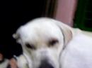 pluto che dorme pluto che dorme