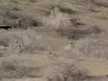 Saluki & falcon coursing - هدد سلقان مع طير