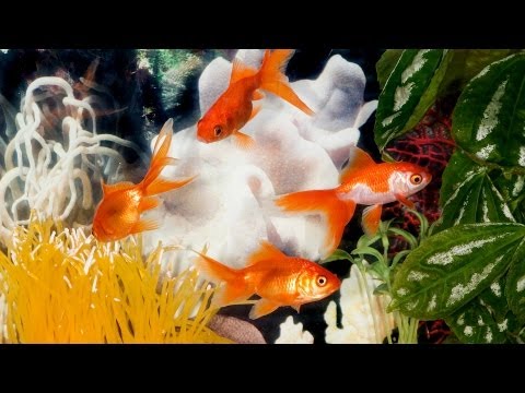 how to care fish in aquarium