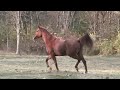 Malikatrot.avi Malikatrot.avi