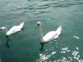 chiacchierata coi cigni sul lago di Lugano!...