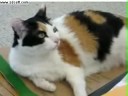 the famous cats of youtube!