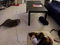Gatti has some fun!