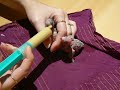 Dvě andulky pidivíce na http://www.rucnedokrmenipapousci.wbs.czKakadu cockatoo žako kongo Congo amazoňan amazona agapornis alexandr malý Alexander small velký the great čínský Chinese pink ara aratinga sun zlatý gold Barnard collar Eklektus Eclectus mníšek šedý Quaker Parrot blue Nandej Neoféma parrot papoušek Nestor kea korelka korela cockatiel korely andulka budgerigar andulky Budgerigars Pyrura Kakariki rosela Yellow Rosella Eastern lutino lutin Pennant Mutation