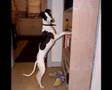 Whippet Good II