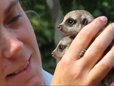 pups - Taronga Zoo is celebrating the birth of two Meerkat pups, the first to be born at the Zoo in nine years. The two pups, named Zanzibar and Nairobi, were born ...