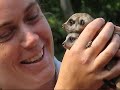 Meerkat Pups