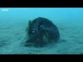 Octopus Snatches Coconut and Runs