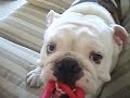 Toadie the Bulldog playing with his toy 4/18/08
