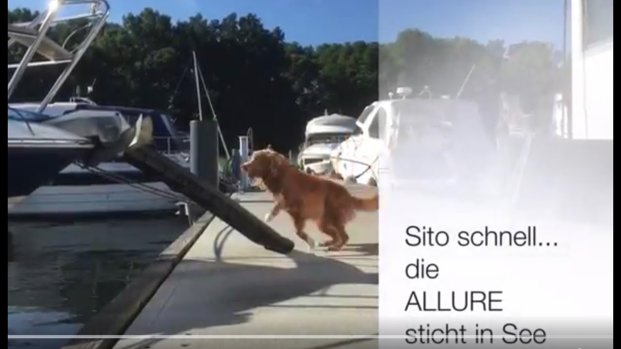 Prüfung zum 1. WUFFIZIER 🐾🐾