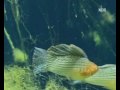Segelkärpflinge (Poecilia veliferia)  in der Natur - sailfin molly in natural habitat