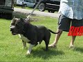 Bully Coalition (Stud Addition) 2008 Bully Coalition (Stud Addition) 2008