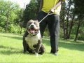 Bully Coalition  Stud Addition  2008
