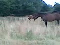 Horsebook Movie: Sneaky kick at Mum