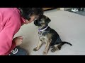 Border terrier at 13 weeks old new tricks very clever and easy to train with food