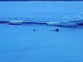 Surfing On A False Killer Whale
