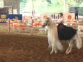 Andalusian Horse Garrido and Mylessa Spanish Dancing at ANNCE Show