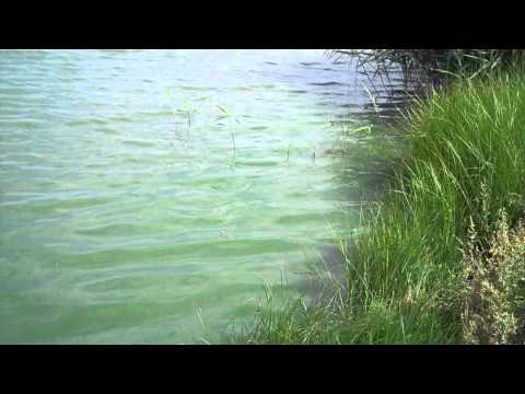 how to collect cyanobacteria