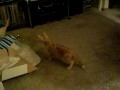 Attack of the Killer Wrapping Paper.AVI