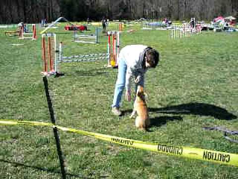 aeshnid - Ollie's 1st place qualifying standard run that earned him his MAD (Master Agility Dog Title) at Hog Dog in Millersville, MD. Excuse the amount of time he's s...