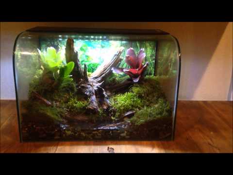 YouTube reptile video