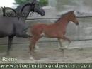 Romy Kanta (Rosencharmeur x Donnerschlag) - van der Vlist Romy Kanta (Rosencharmeur x Donnerschlag) - van der Vlist