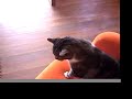 bolero-by-charo-excerpt.html
