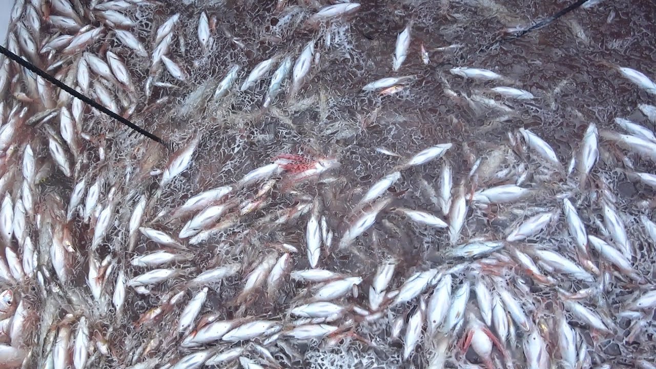 動画3