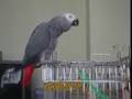 African Grey Parrot BoBo loves you all!