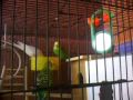 My parakeet cage