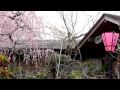 ����λ�ϼ�񡡱���λ޿�쥦�ᡦ���ź��ʤ�:YouTube������=1��