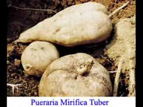 Pueraria Mirifica Increase Breast Size & Beauty Bust