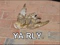 OWLS!!!