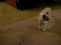 Playing fetch with the cat 11/20/09