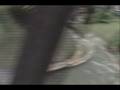 videos de Piada no Hopi Hari