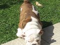 Mi Bulldog!!